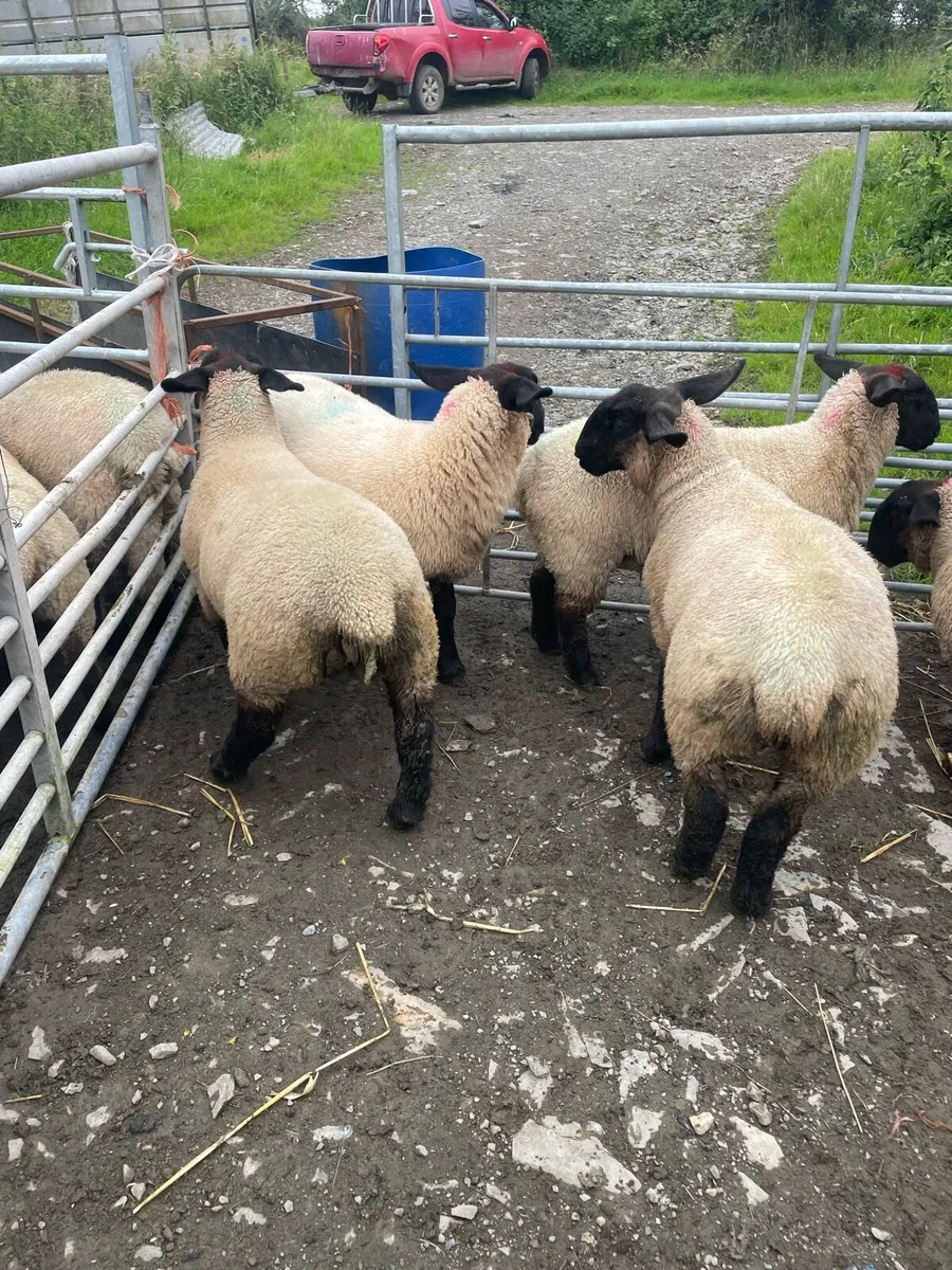 Ewe Lambs - Image 3