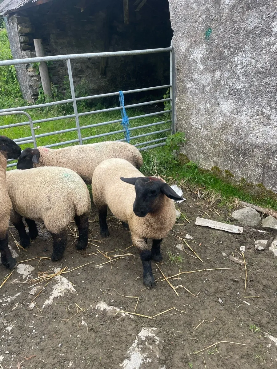 Ewe Lambs - Image 4