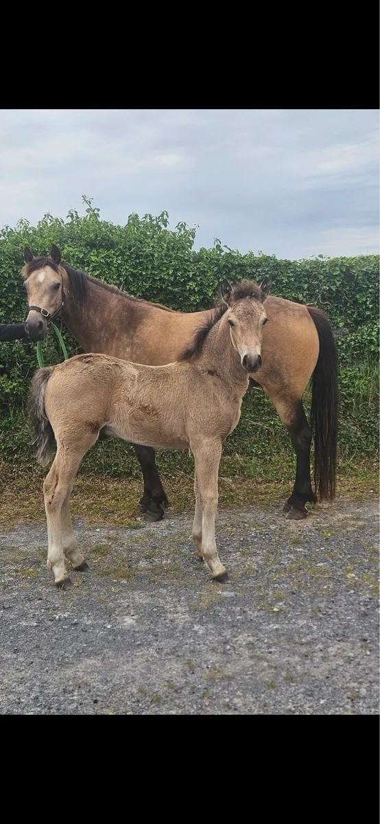 DUN performance mare in foal with foal at foot - Image 1