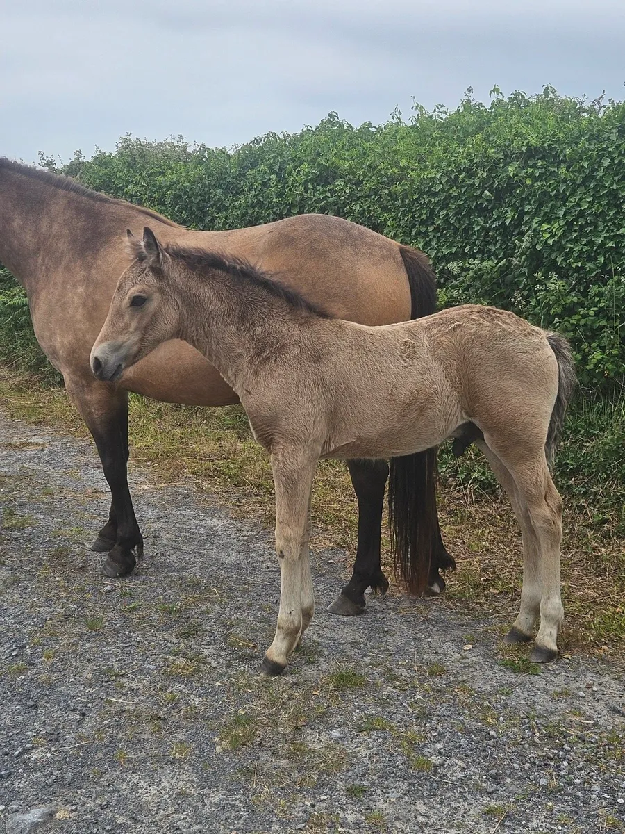 DUN performance mare in foal with foal at foot - Image 2