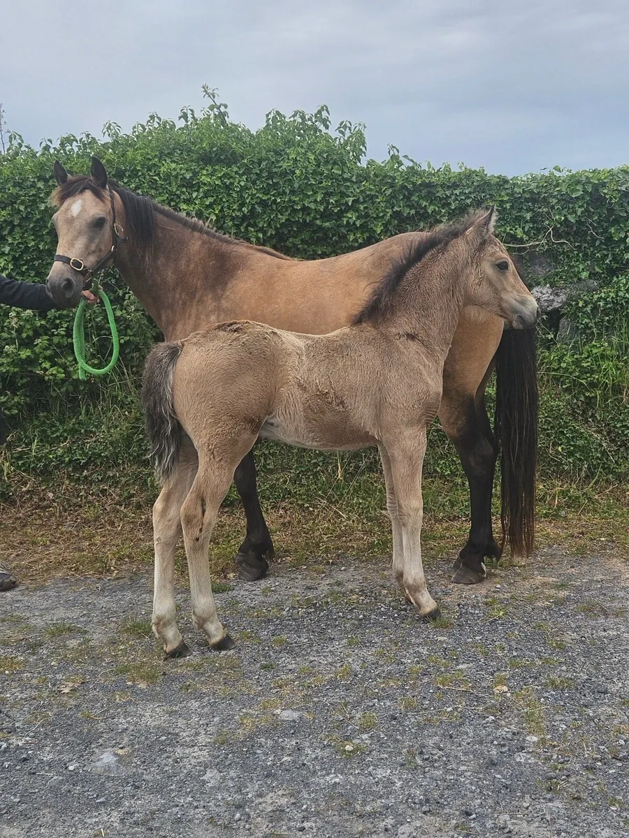 DUN performance mare in foal with foal at foot - Image 3