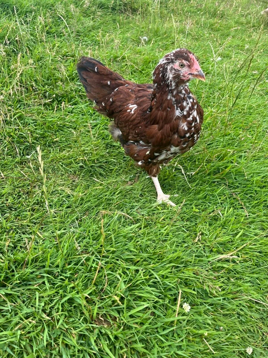 Pair of Jubilee Orpington’s - Image 1