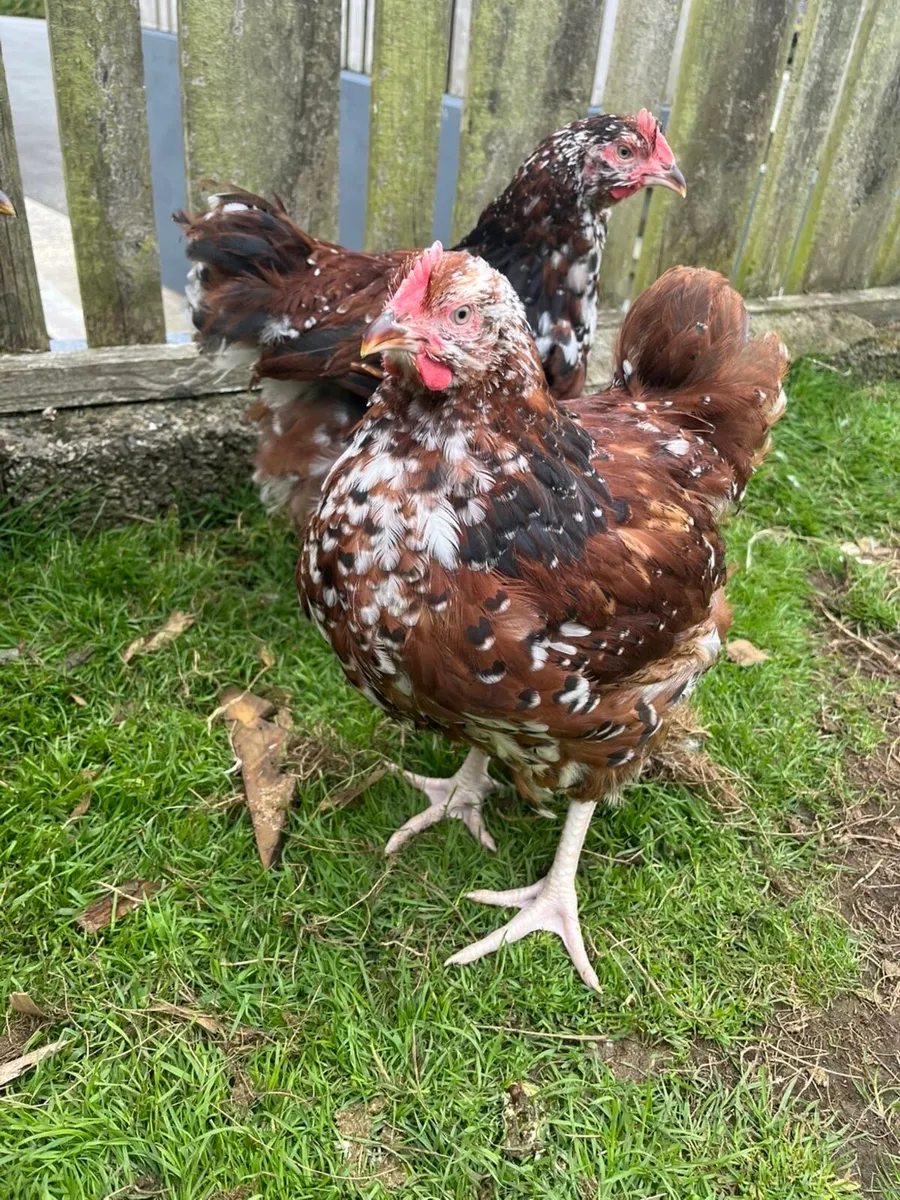 Pair of Jubilee Orpington’s - Image 2