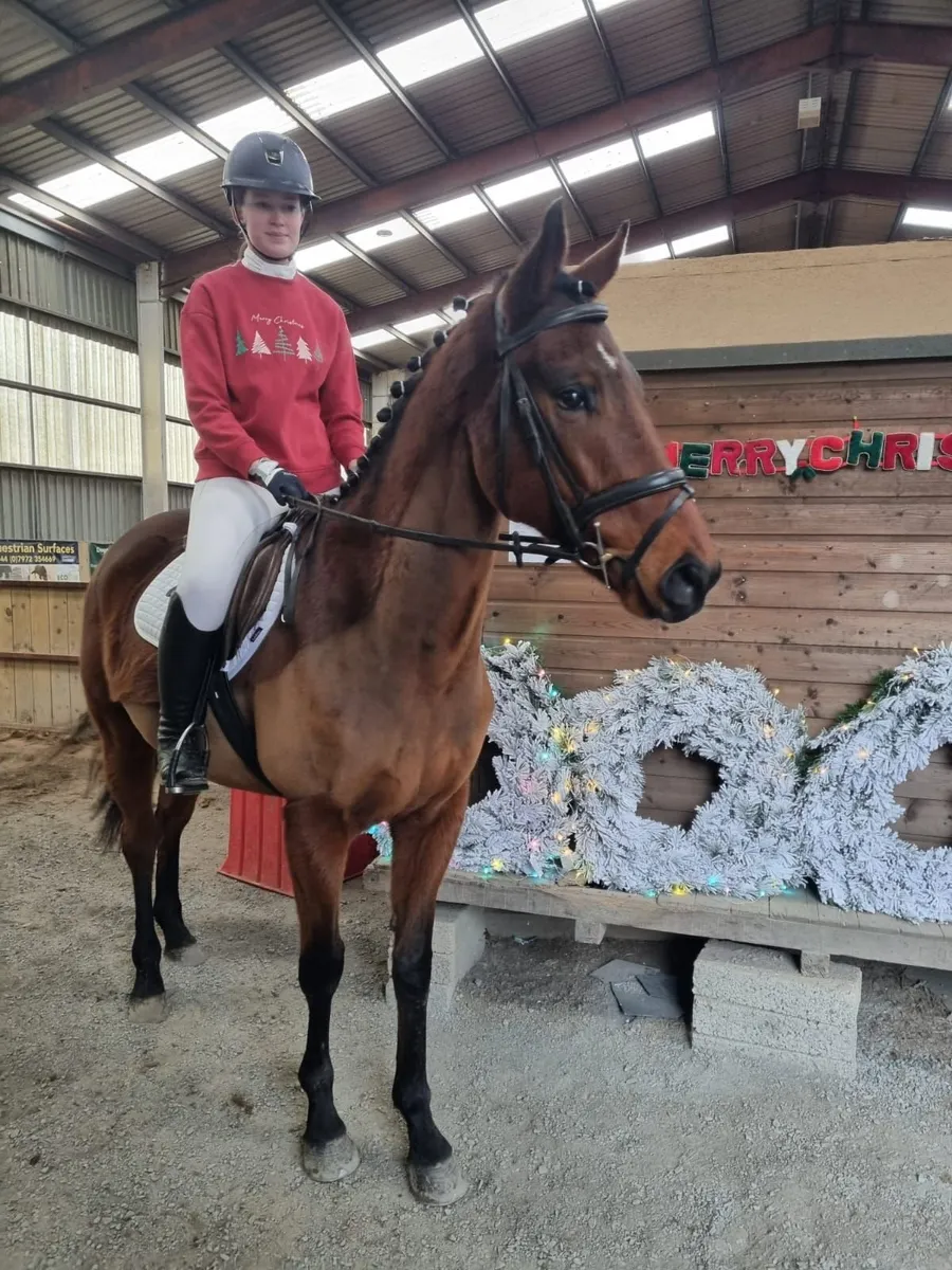 16.1hh 5 year old TB gelding - Image 2