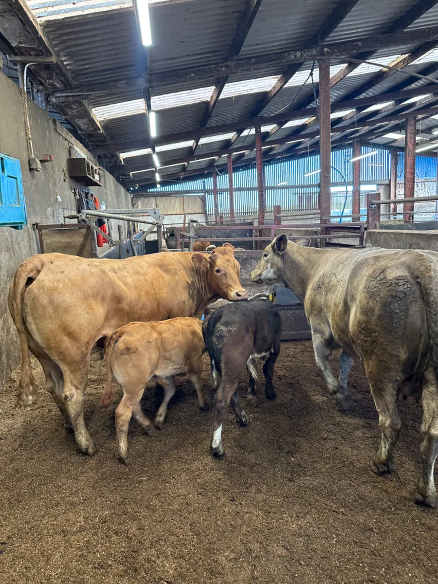 Charolais and lim outfits - Image 2