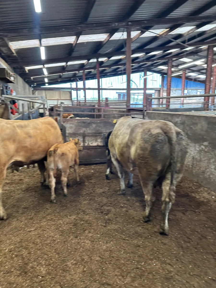 Charolais and lim outfits - Image 4