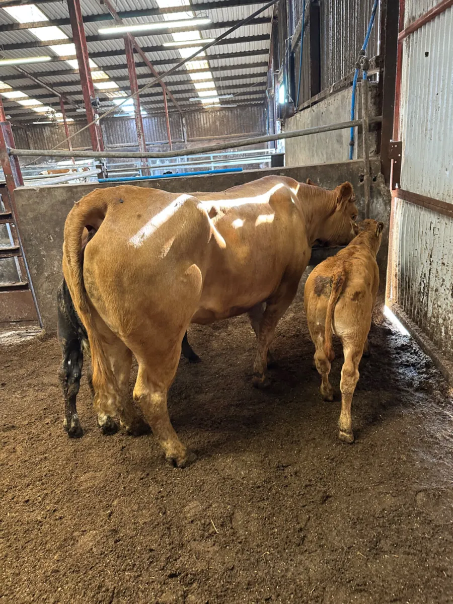 Charolais and lim outfits - Image 1