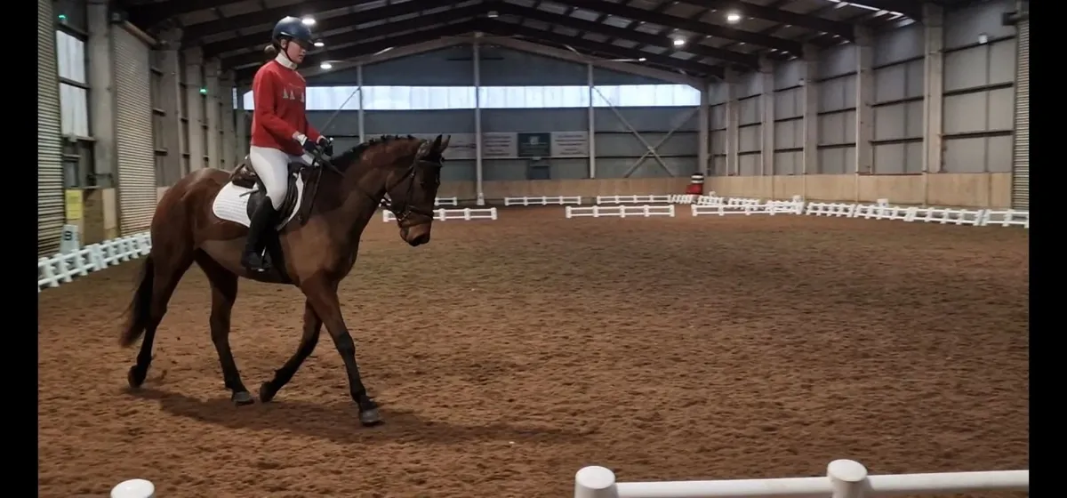 16.1hh 5 year old TB gelding - Image 4