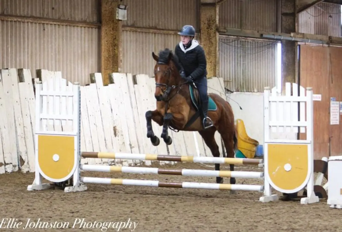 16.1hh 5 year old TB gelding - Image 1