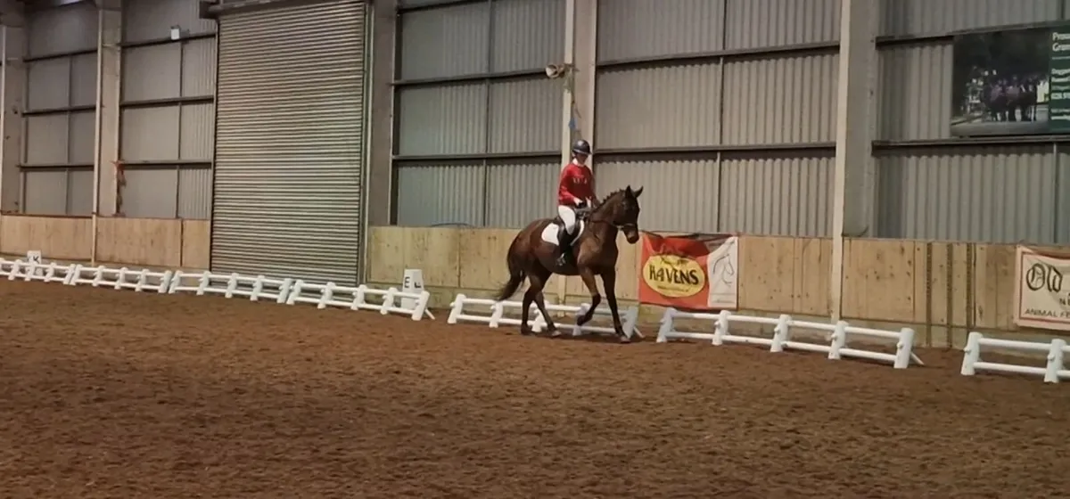 16.1hh 5 year old TB gelding - Image 3