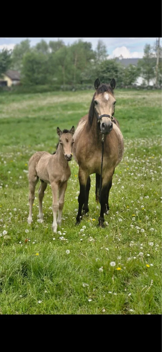 DUN performance mare in foal with foal at foot - Image 4