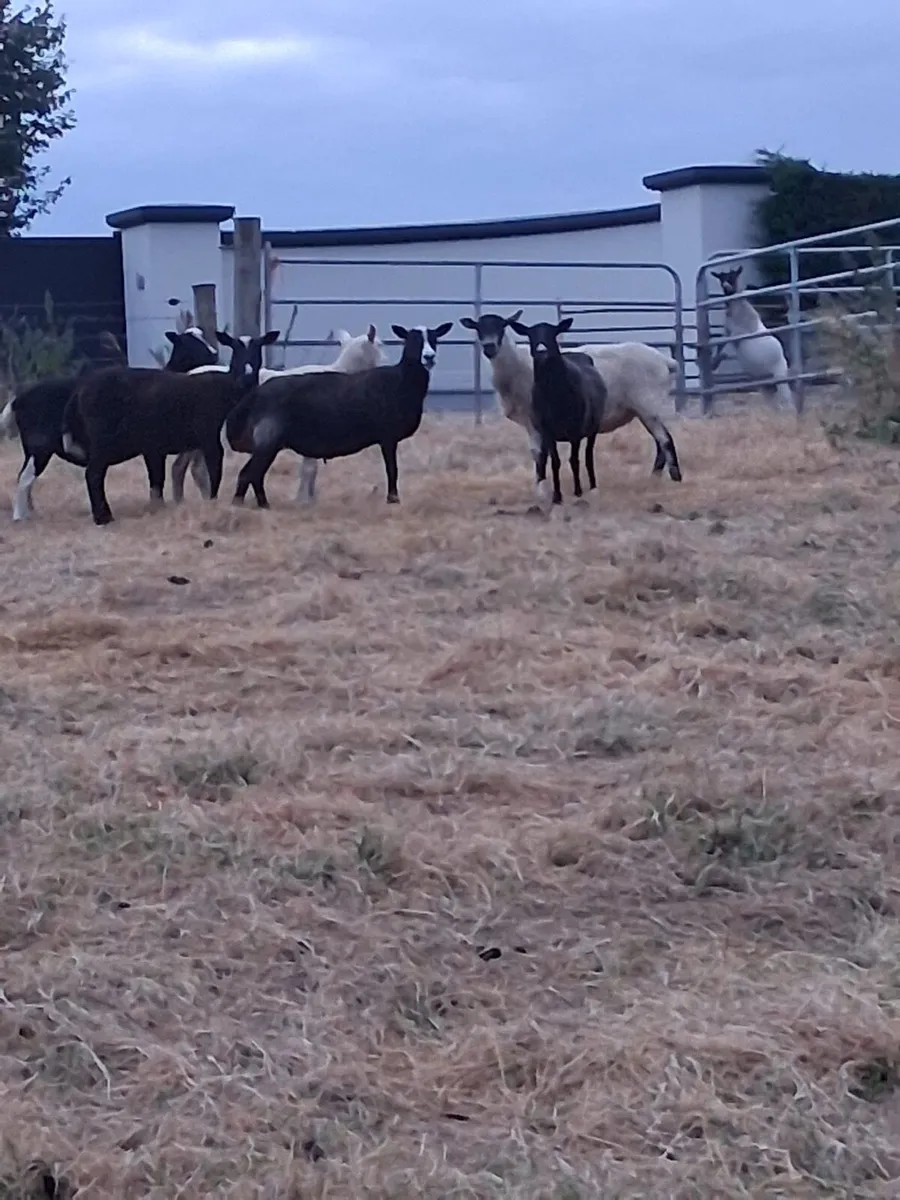 Ewes - Image 1