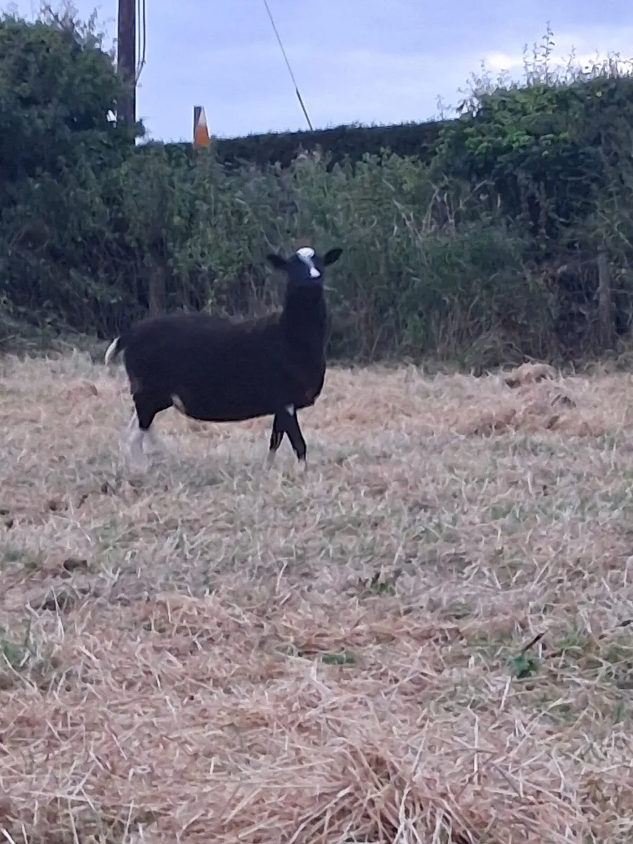 Ewes - Image 2