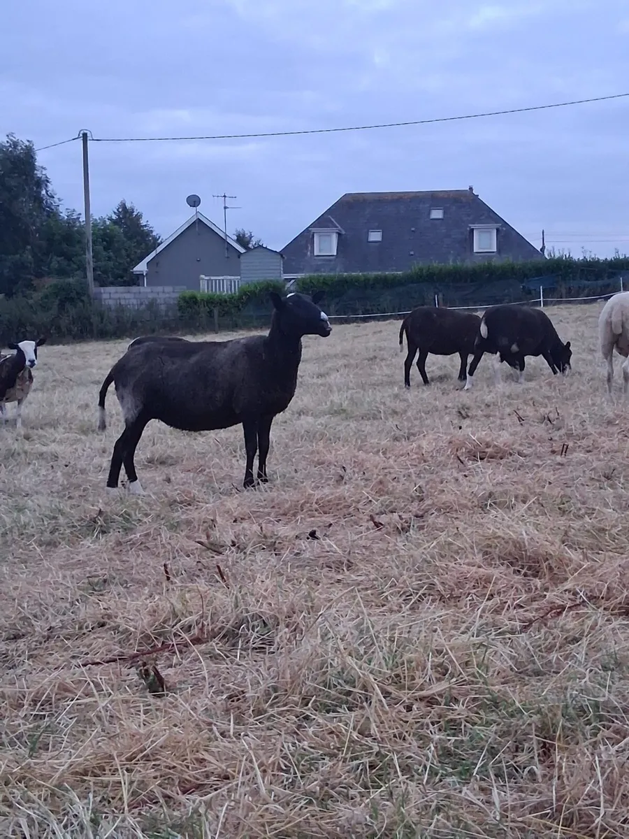 Ewes - Image 3