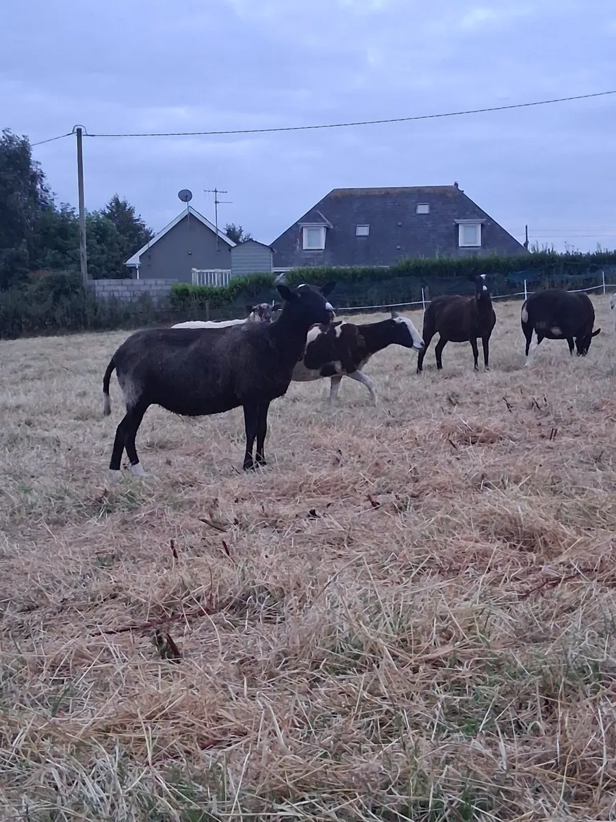 Ewes - Image 4