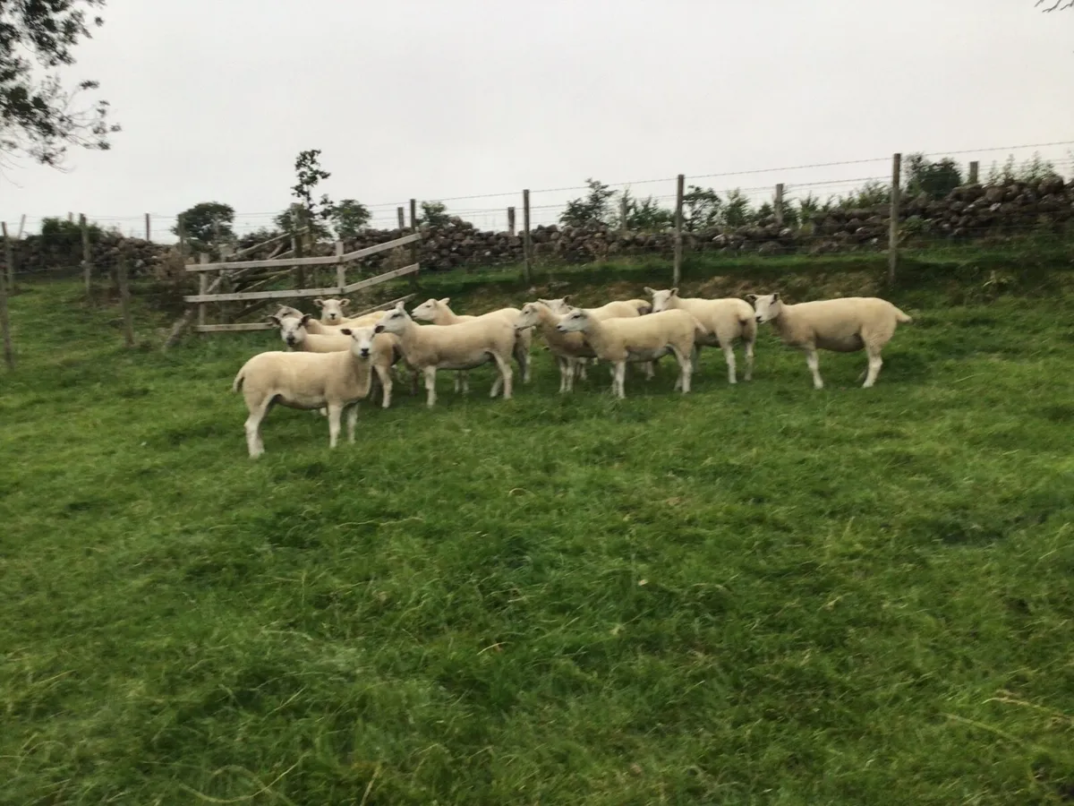sheep - Image 4