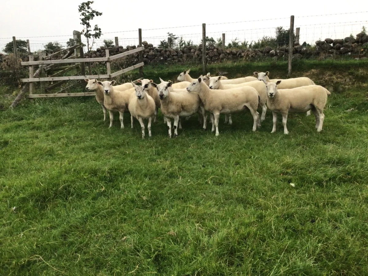 sheep - Image 1