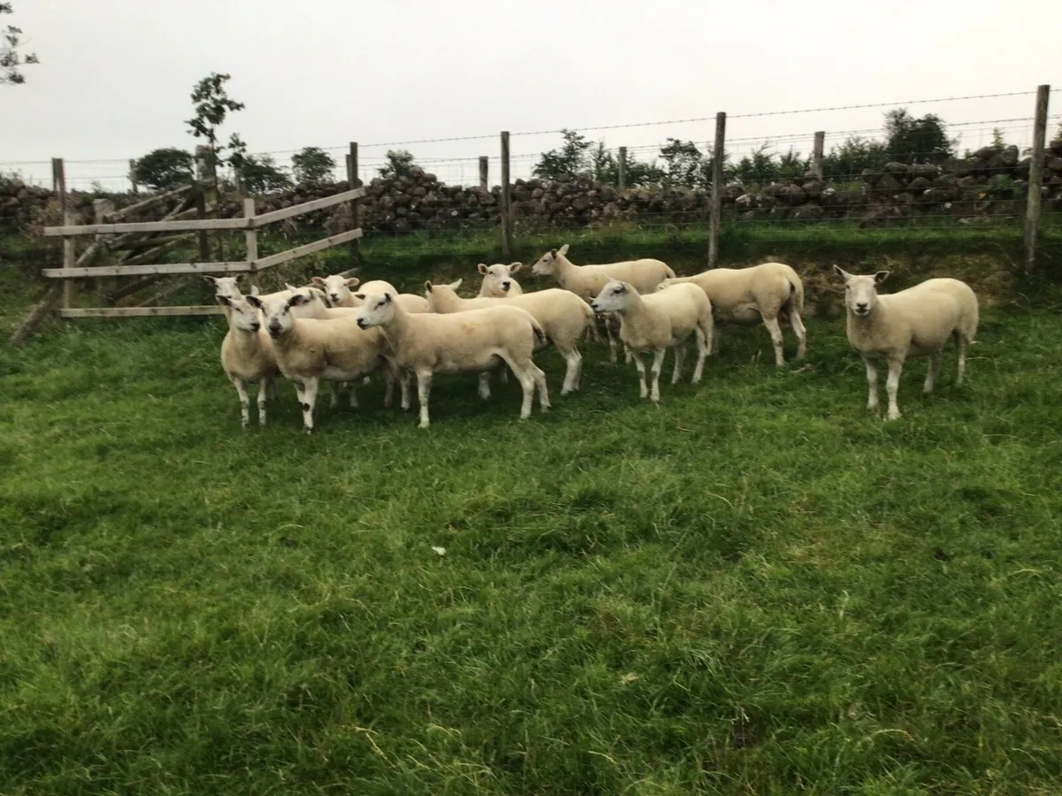 sheep - Image 2