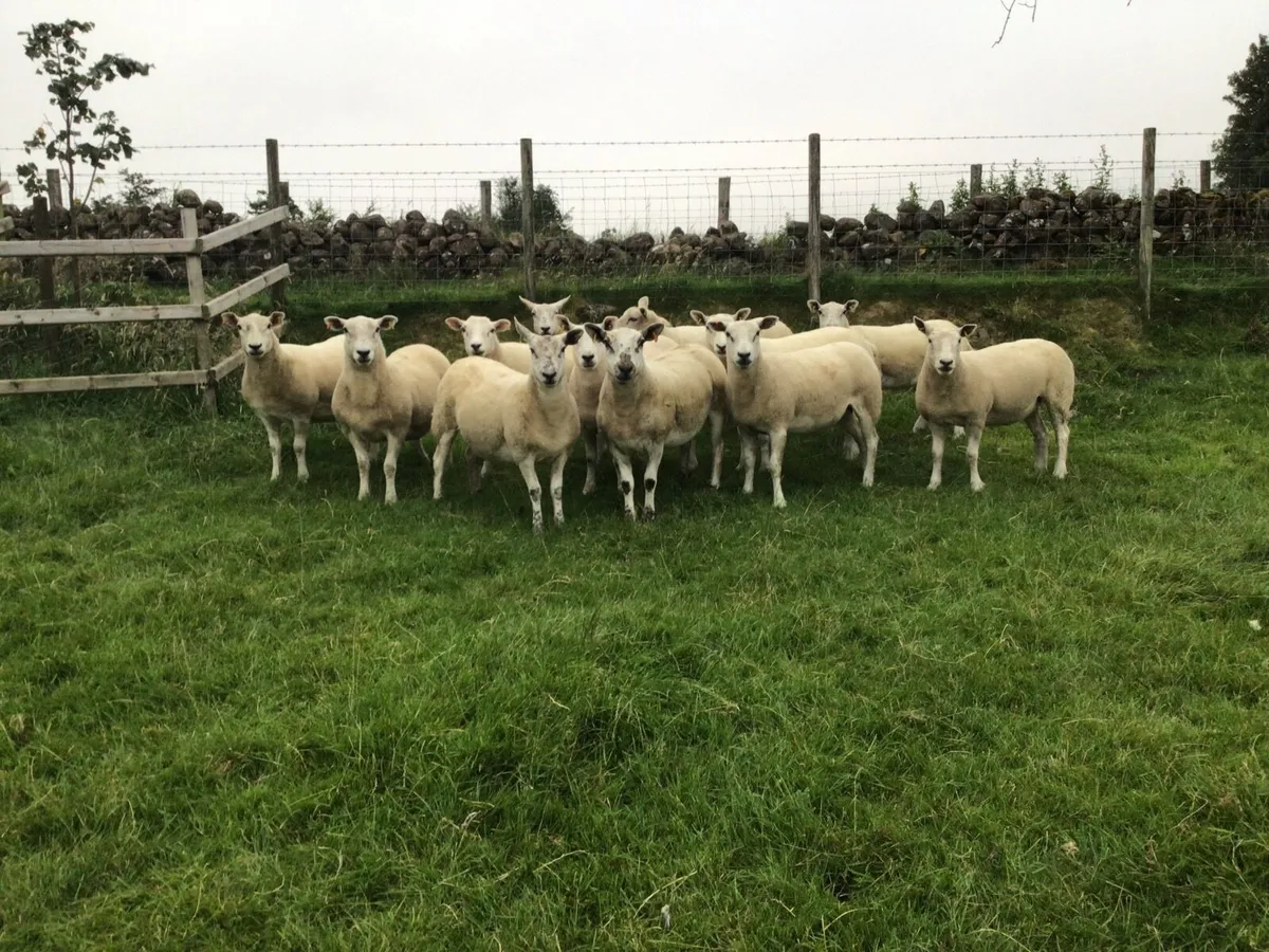 sheep - Image 3