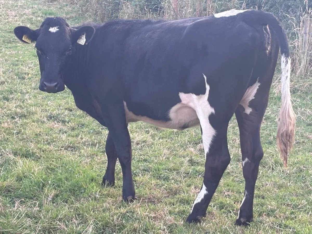 2 rotbunt heifers for sale - Image 2