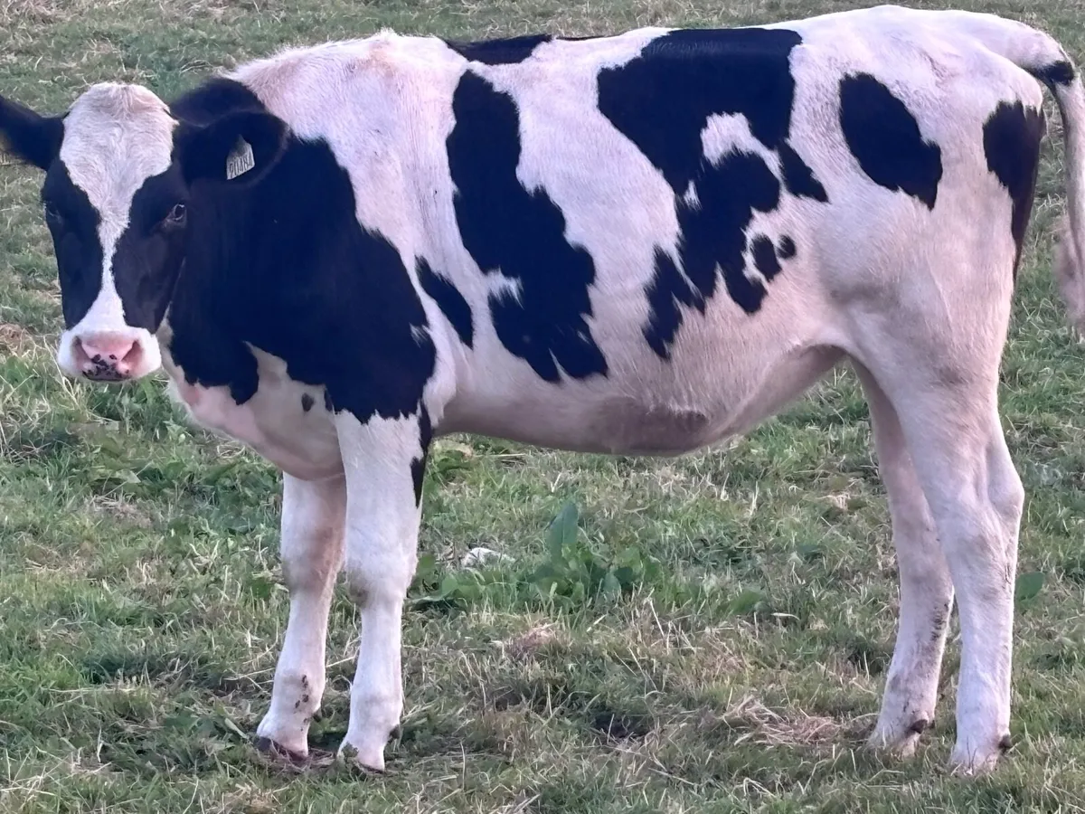 2 rotbunt heifers for sale - Image 3