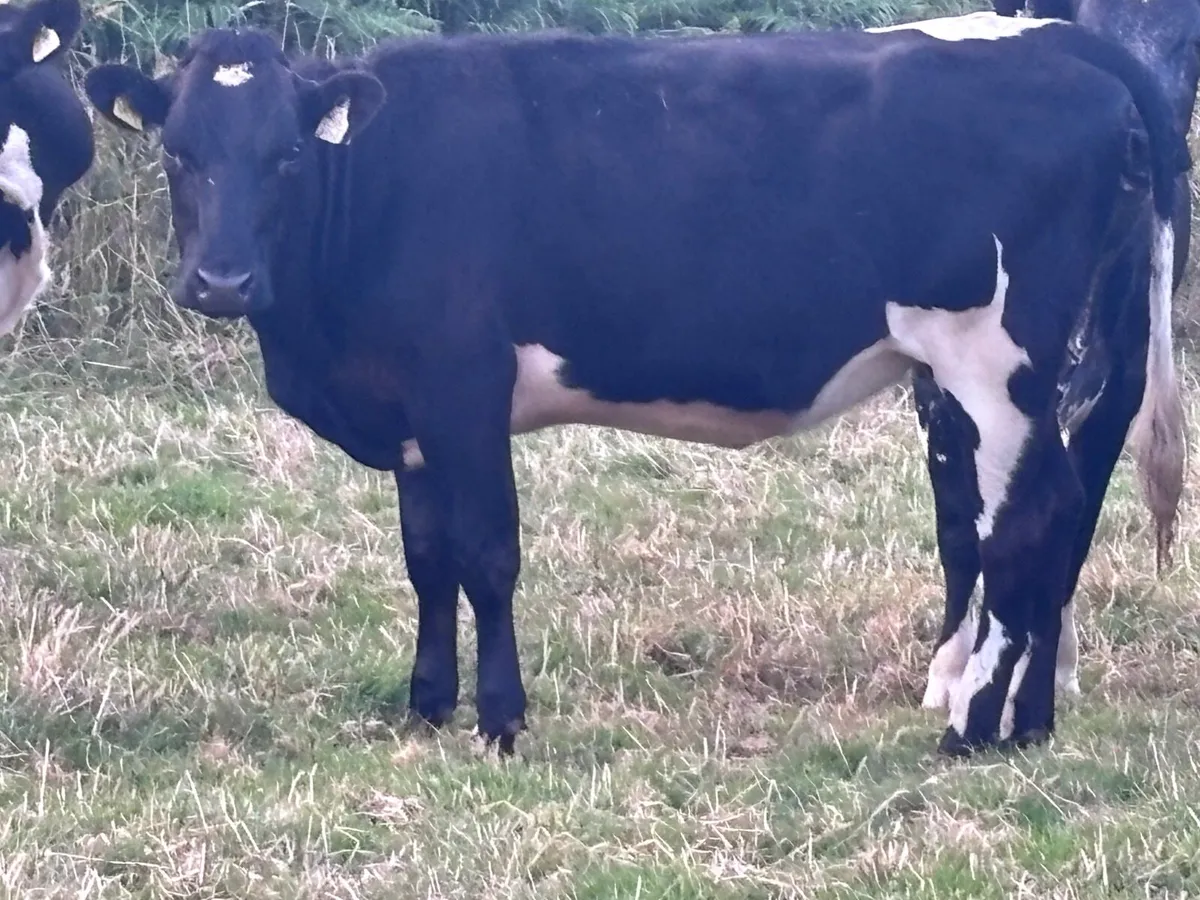 2 rotbunt heifers for sale - Image 4