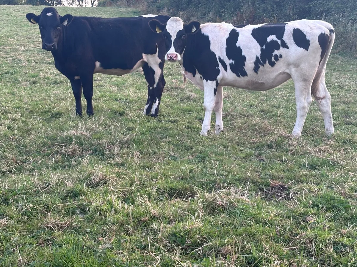 2 rotbunt heifers for sale - Image 1