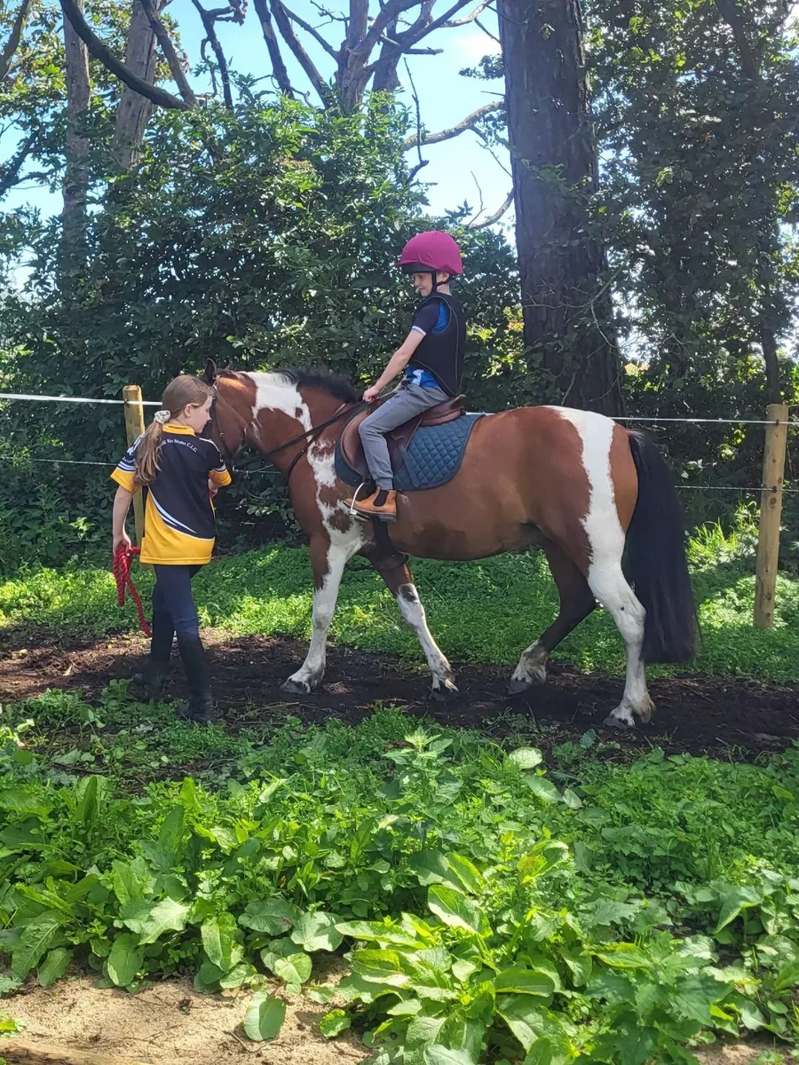 13 h  Beginner Pony - Image 1