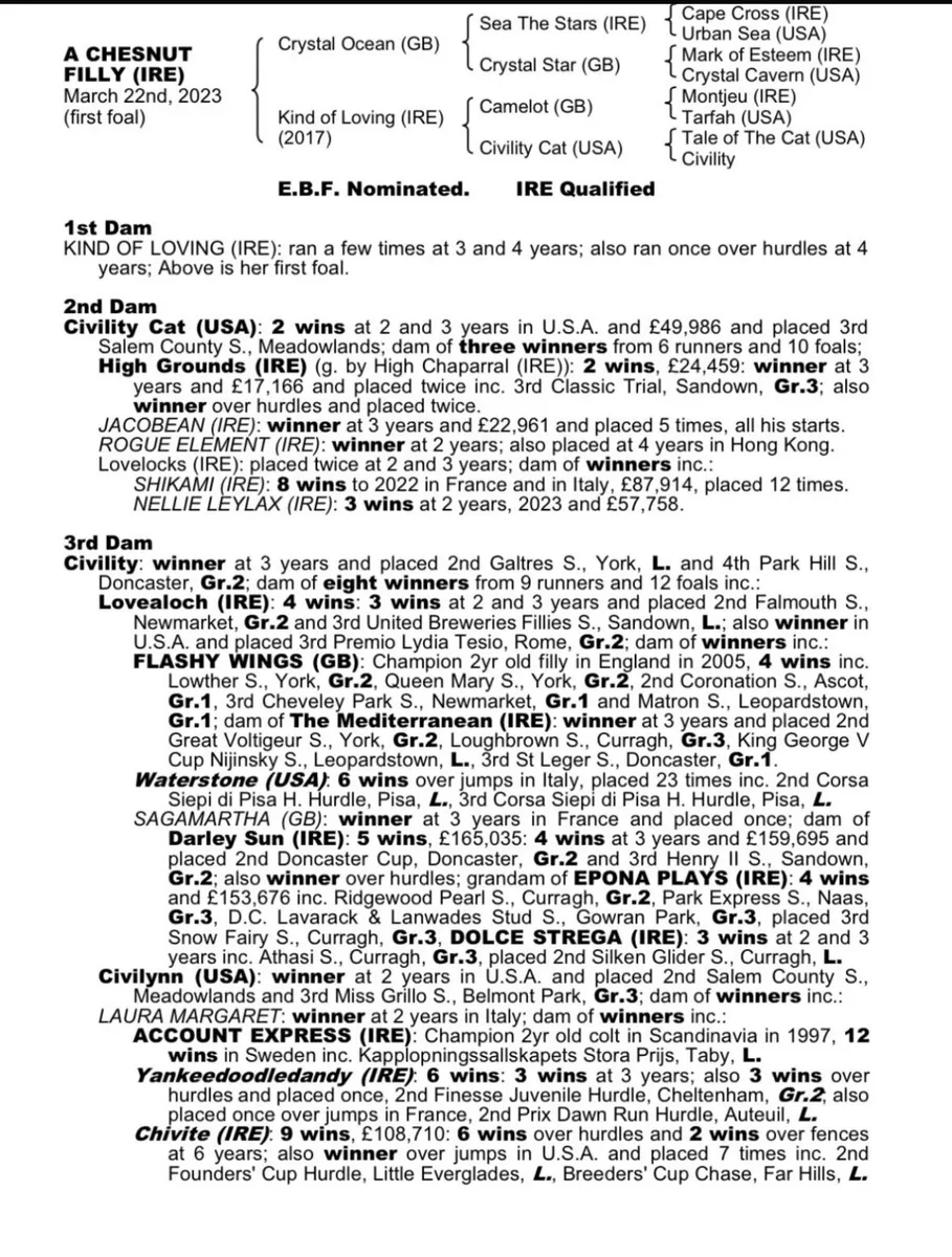 Crystal ocean filly - Image 3