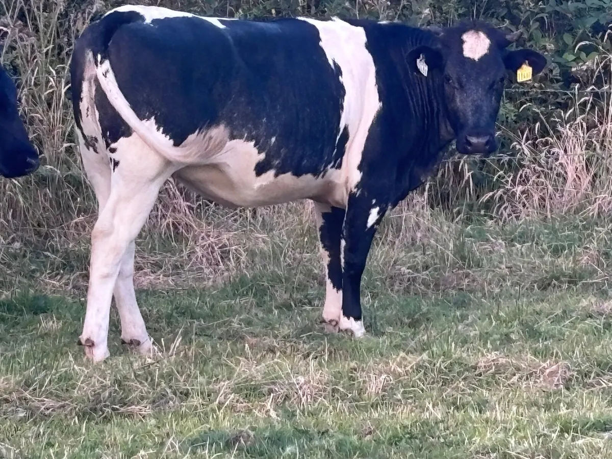 5 store heifers for sale @€1295 - Image 2