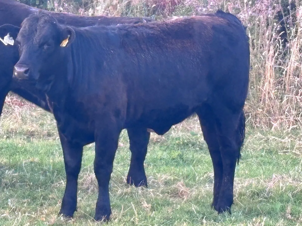 5 store heifers for sale @€1295 - Image 1