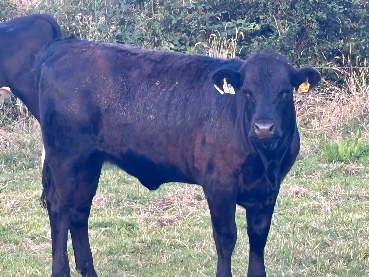 5 store heifers for sale @€1295 - Image 3