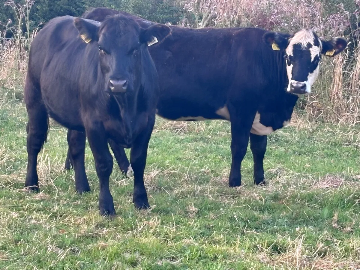 5 store heifers for sale @€1295 - Image 4