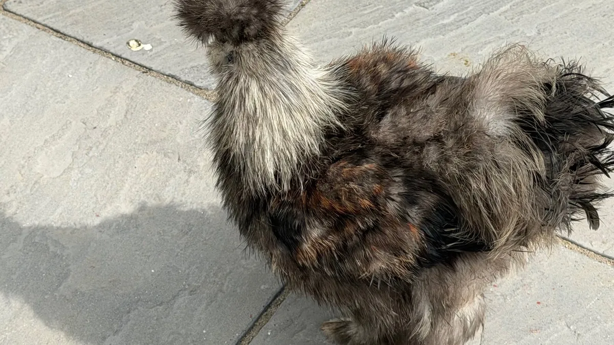 Poultry - Image 1