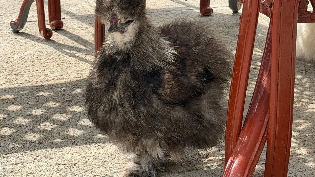 Poultry - Image 2
