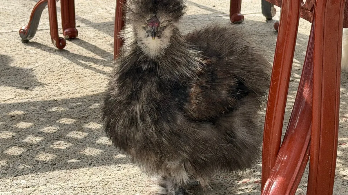 Poultry - Image 4