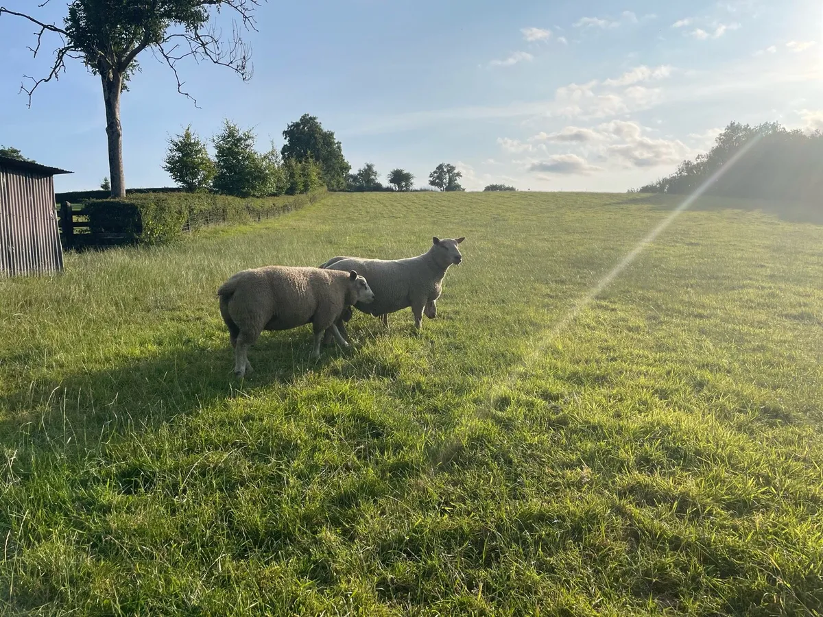 Charollais Shearling - Image 1