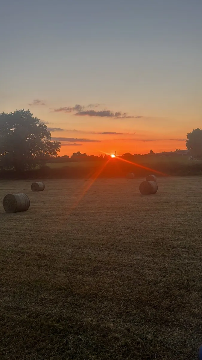 Sheep hay - Image 1