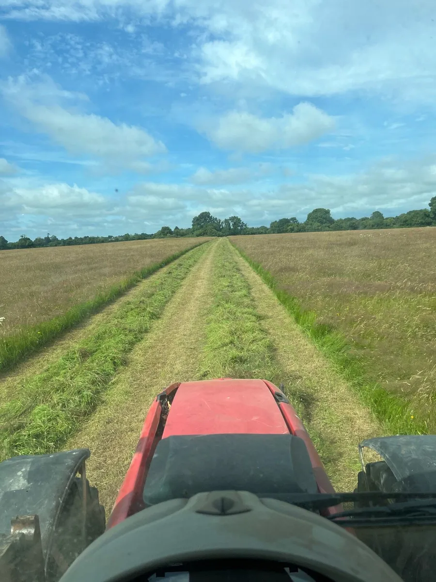 Sheep hay - Image 2