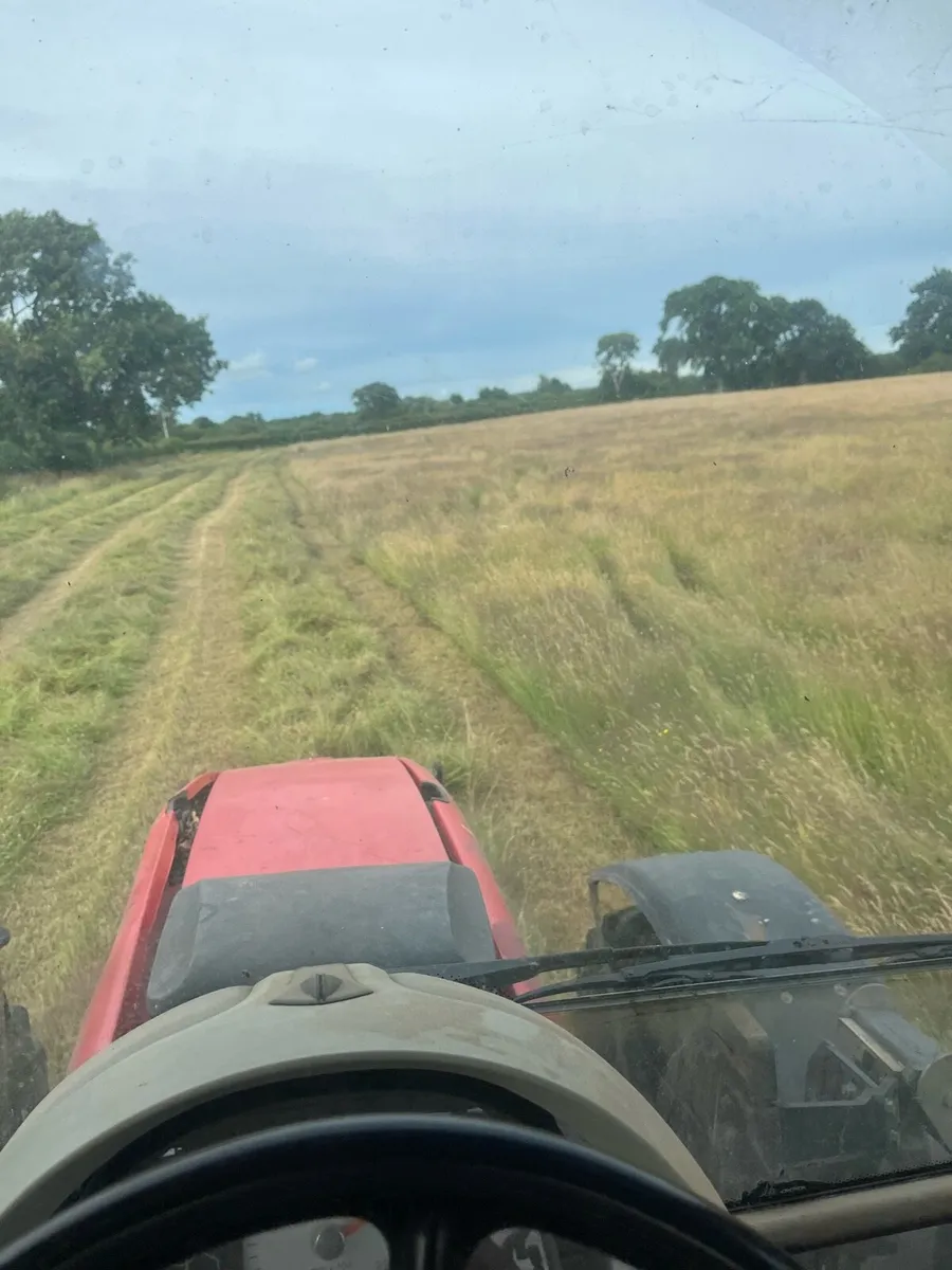Sheep hay - Image 3