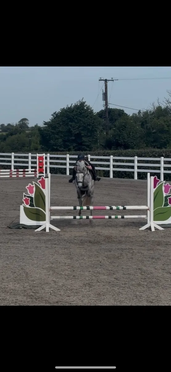 4yo pony - Image 2