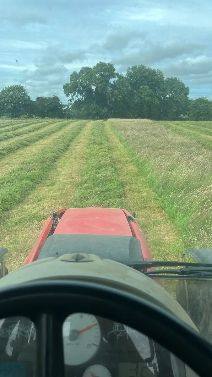 Sheep hay - Image 4