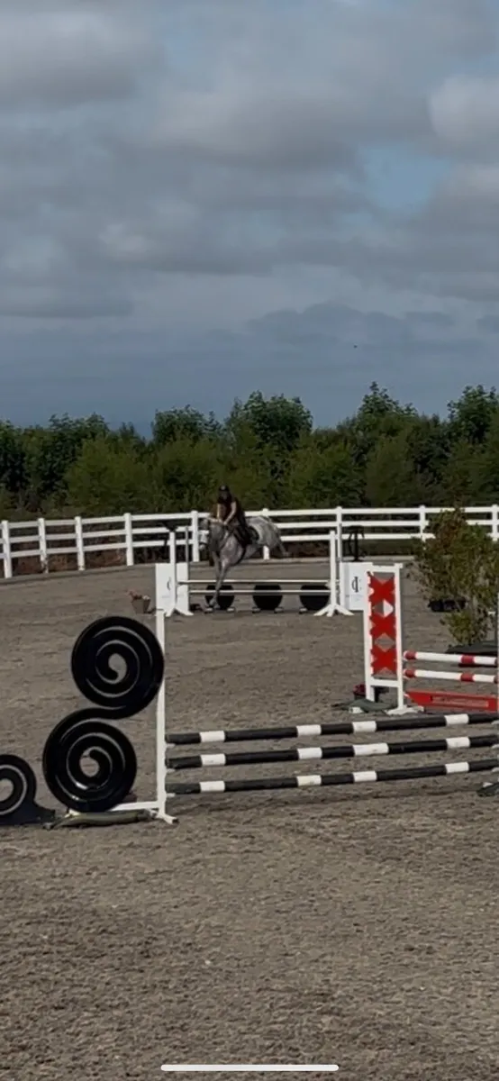4yo pony - Image 3