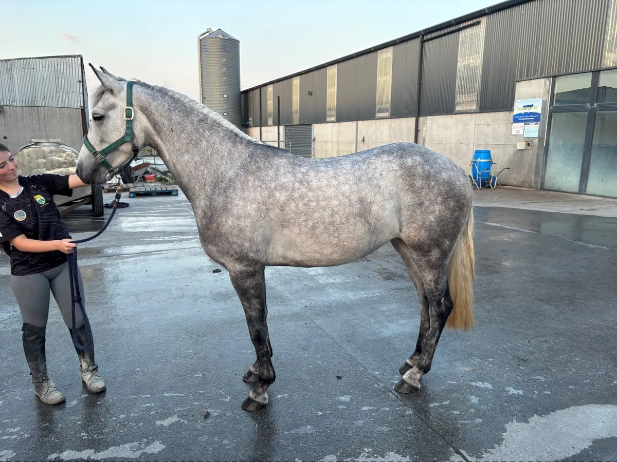 4yo pony - Image 4