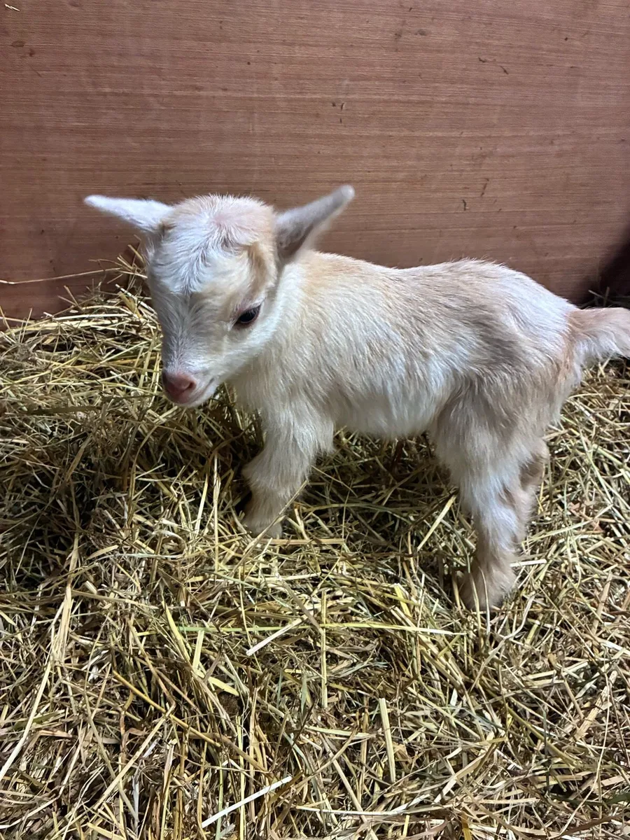 Pygmy goat kids - Image 3