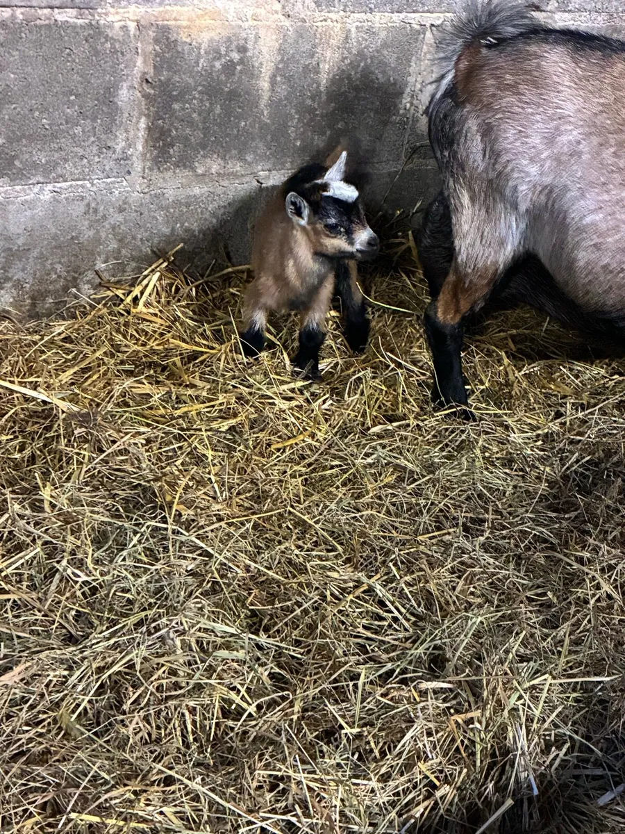 Pygmy goat kids - Image 4