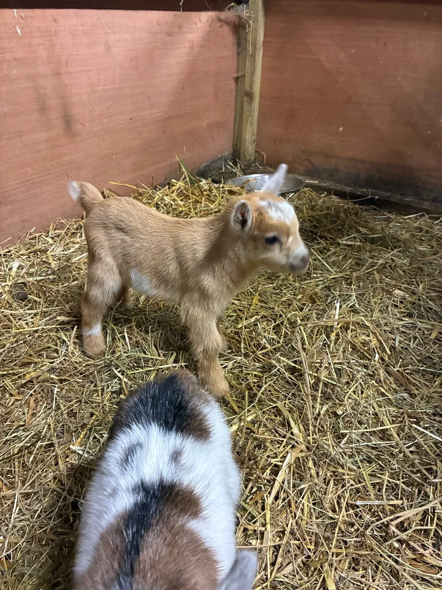 Pygmy goat kids - Image 2
