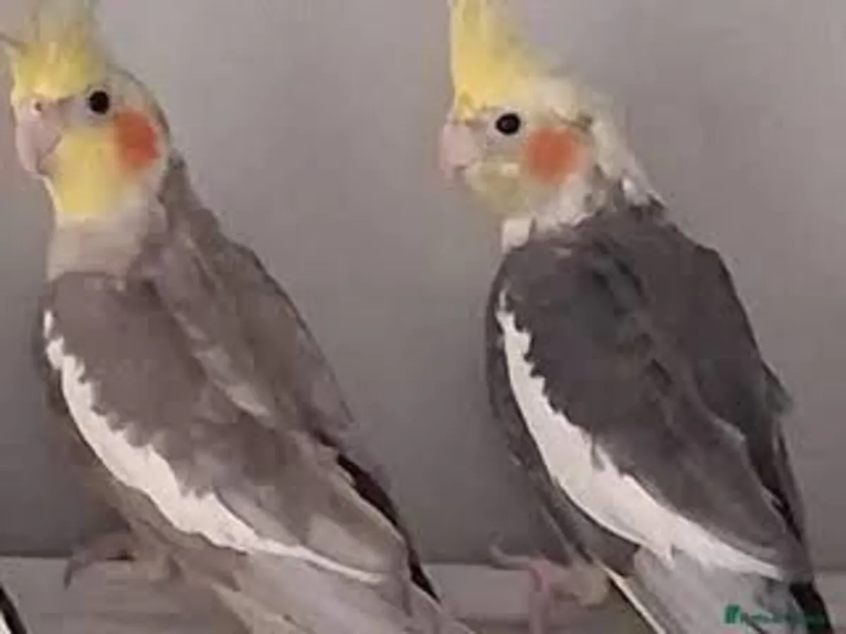 Cockatiels