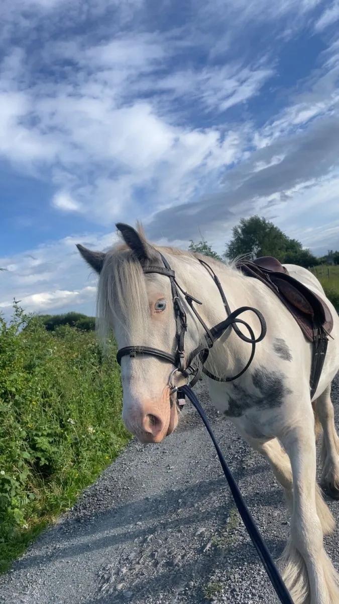13.2 Cob Gelding - Image 2