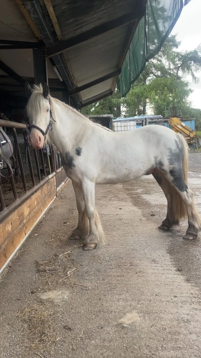 13.2 Cob Gelding - Image 3